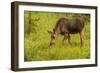 Colorado, Rocky Mountain National Park. Close-Up of Moose Calf-Jaynes Gallery-Framed Photographic Print