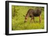 Colorado, Rocky Mountain National Park. Close-Up of Moose Calf-Jaynes Gallery-Framed Photographic Print