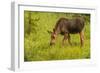 Colorado, Rocky Mountain National Park. Close-Up of Moose Calf-Jaynes Gallery-Framed Photographic Print