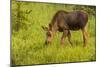 Colorado, Rocky Mountain National Park. Close-Up of Moose Calf-Jaynes Gallery-Mounted Photographic Print