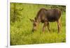 Colorado, Rocky Mountain National Park. Close-Up of Moose Calf-Jaynes Gallery-Framed Photographic Print