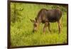 Colorado, Rocky Mountain National Park. Close-Up of Moose Calf-Jaynes Gallery-Framed Photographic Print