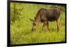 Colorado, Rocky Mountain National Park. Close-Up of Moose Calf-Jaynes Gallery-Framed Photographic Print