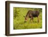 Colorado, Rocky Mountain National Park. Close-Up of Moose Calf-Jaynes Gallery-Framed Photographic Print