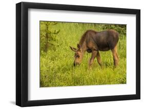 Colorado, Rocky Mountain National Park. Close-Up of Moose Calf-Jaynes Gallery-Framed Photographic Print