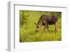 Colorado, Rocky Mountain National Park. Close-Up of Moose Calf-Jaynes Gallery-Framed Photographic Print