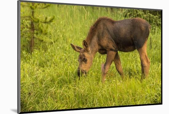 Colorado, Rocky Mountain National Park. Close-Up of Moose Calf-Jaynes Gallery-Mounted Photographic Print