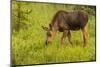 Colorado, Rocky Mountain National Park. Close-Up of Moose Calf-Jaynes Gallery-Mounted Photographic Print