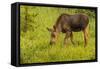 Colorado, Rocky Mountain National Park. Close-Up of Moose Calf-Jaynes Gallery-Framed Stretched Canvas