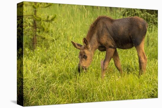 Colorado, Rocky Mountain National Park. Close-Up of Moose Calf-Jaynes Gallery-Stretched Canvas
