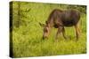 Colorado, Rocky Mountain National Park. Close-Up of Moose Calf-Jaynes Gallery-Stretched Canvas