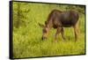 Colorado, Rocky Mountain National Park. Close-Up of Moose Calf-Jaynes Gallery-Framed Stretched Canvas