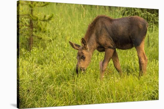 Colorado, Rocky Mountain National Park. Close-Up of Moose Calf-Jaynes Gallery-Stretched Canvas