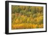 Colorado, Rocky Mountains. Aspens in Autumn Color-Jaynes Gallery-Framed Photographic Print