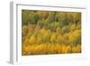 Colorado, Rocky Mountains. Aspens in Autumn Color-Jaynes Gallery-Framed Photographic Print