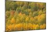 Colorado, Rocky Mountains. Aspens in Autumn Color-Jaynes Gallery-Mounted Photographic Print