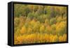 Colorado, Rocky Mountains. Aspens in Autumn Color-Jaynes Gallery-Framed Stretched Canvas