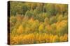 Colorado, Rocky Mountains. Aspens in Autumn Color-Jaynes Gallery-Stretched Canvas