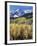 Colorado, Rocky Mts, Aspen Trees Below a Mountain Peak in Fall-Christopher Talbot Frank-Framed Premium Photographic Print