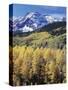 Colorado, Rocky Mts, Aspen Trees Below a Mountain Peak in Fall-Christopher Talbot Frank-Stretched Canvas