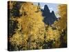 Colorado, Rocky Mts, Uncompahgre Nf. Fall Colors of Aspen Trees-Christopher Talbot Frank-Stretched Canvas