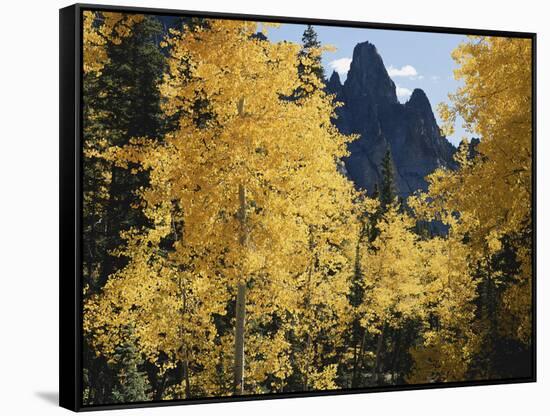 Colorado, Rocky Mts, Uncompahgre Nf. Fall Colors of Aspen Trees-Christopher Talbot Frank-Framed Stretched Canvas