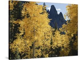 Colorado, Rocky Mts, Uncompahgre Nf. Fall Colors of Aspen Trees-Christopher Talbot Frank-Stretched Canvas