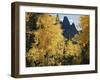 Colorado, Rocky Mts, Uncompahgre Nf. Fall Colors of Aspen Trees-Christopher Talbot Frank-Framed Premium Photographic Print