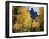 Colorado, Rocky Mts, Uncompahgre Nf. Fall Colors of Aspen Trees-Christopher Talbot Frank-Framed Premium Photographic Print