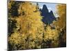 Colorado, Rocky Mts, Uncompahgre Nf. Fall Colors of Aspen Trees-Christopher Talbot Frank-Mounted Premium Photographic Print