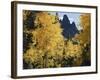 Colorado, Rocky Mts, Uncompahgre Nf. Fall Colors of Aspen Trees-Christopher Talbot Frank-Framed Photographic Print