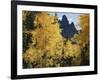 Colorado, Rocky Mts, Uncompahgre Nf. Fall Colors of Aspen Trees-Christopher Talbot Frank-Framed Photographic Print