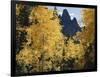 Colorado, Rocky Mts, Uncompahgre Nf. Fall Colors of Aspen Trees-Christopher Talbot Frank-Framed Photographic Print