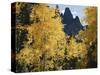 Colorado, Rocky Mts, Uncompahgre Nf. Fall Colors of Aspen Trees-Christopher Talbot Frank-Stretched Canvas