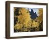 Colorado, Rocky Mts, Uncompahgre Nf. Fall Colors of Aspen Trees-Christopher Talbot Frank-Framed Photographic Print