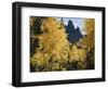 Colorado, Rocky Mts, Uncompahgre Nf. Fall Colors of Aspen Trees-Christopher Talbot Frank-Framed Photographic Print