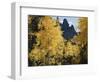 Colorado, Rocky Mts, Uncompahgre Nf. Fall Colors of Aspen Trees-Christopher Talbot Frank-Framed Photographic Print