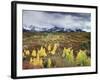 Colorado, San Juan Mountains, a Storm over Aspens at the Dallas Divide-Christopher Talbot Frank-Framed Photographic Print