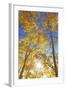 Colorado, San Juan Mountains. Aspen Trees in Autumn Color-Jaynes Gallery-Framed Photographic Print