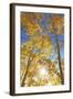 Colorado, San Juan Mountains. Aspen Trees in Autumn Color-Jaynes Gallery-Framed Photographic Print