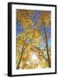 Colorado, San Juan Mountains. Aspen Trees in Autumn Color-Jaynes Gallery-Framed Photographic Print