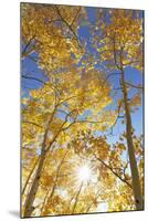 Colorado, San Juan Mountains. Aspen Trees in Autumn Color-Jaynes Gallery-Mounted Photographic Print