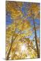 Colorado, San Juan Mountains. Aspen Trees in Autumn Color-Jaynes Gallery-Mounted Photographic Print