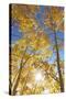 Colorado, San Juan Mountains. Aspen Trees in Autumn Color-Jaynes Gallery-Stretched Canvas