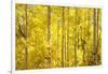 Colorado, San Juan Mountains. Aspen Trees in Autumn Color-Jaynes Gallery-Framed Photographic Print