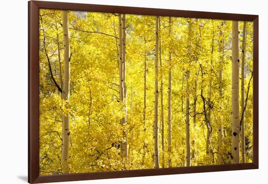 Colorado, San Juan Mountains. Aspen Trees in Autumn Color-Jaynes Gallery-Framed Photographic Print