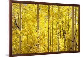 Colorado, San Juan Mountains. Aspen Trees in Autumn Color-Jaynes Gallery-Framed Photographic Print