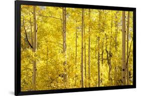 Colorado, San Juan Mountains. Aspen Trees in Autumn Color-Jaynes Gallery-Framed Photographic Print