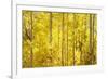 Colorado, San Juan Mountains. Aspen Trees in Autumn Color-Jaynes Gallery-Framed Photographic Print