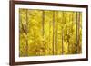 Colorado, San Juan Mountains. Aspen Trees in Autumn Color-Jaynes Gallery-Framed Photographic Print